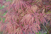 - Acer palmatum 'Baldsmith' Laceleaf Japanese Maple - Mr Maple │ Buy Japanese Maple Trees