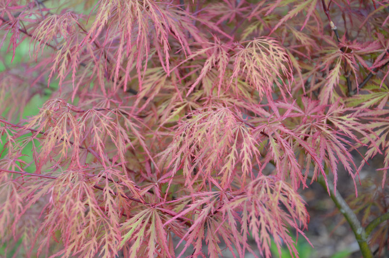 - Acer palmatum 'Baldsmith' Laceleaf Japanese Maple - Mr Maple │ Buy Japanese Maple Trees