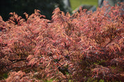 - Acer palmatum 'Baldsmith' Laceleaf Japanese Maple - Mr Maple │ Buy Japanese Maple Trees
