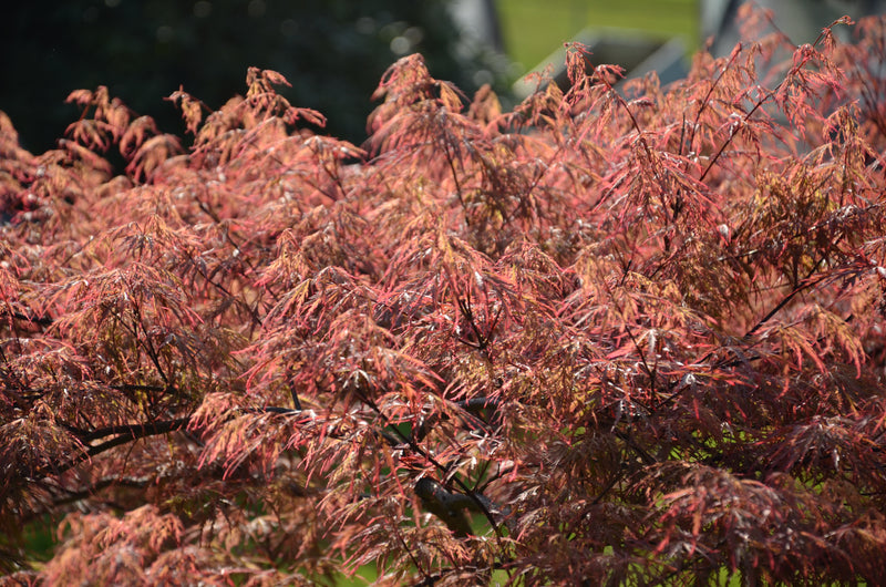 - Acer palmatum 'Baldsmith' Laceleaf Japanese Maple - Mr Maple │ Buy Japanese Maple Trees
