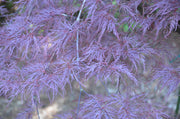 - Acer palmatum 'Red Filigree Lace' Dwarf Japanese Maple - Mr Maple │ Buy Japanese Maple Trees