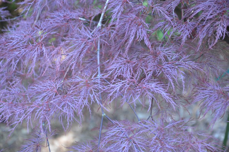 - Acer palmatum 'Red Filigree Lace' Dwarf Japanese Maple - Mr Maple │ Buy Japanese Maple Trees