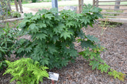 - Acer japonicum 'Vitifolium' Large Leaf Full Moon Japanese Maple - Mr Maple │ Buy Japanese Maple Trees