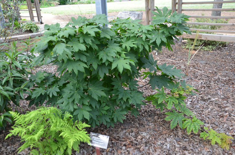 - Acer japonicum 'Vitifolium' Large Leaf Full Moon Japanese Maple - Mr Maple │ Buy Japanese Maple Trees