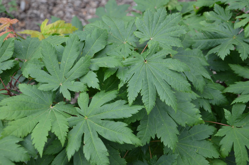 - Acer japonicum 'Vitifolium' Large Leaf Full Moon Japanese Maple - Mr Maple │ Buy Japanese Maple Trees