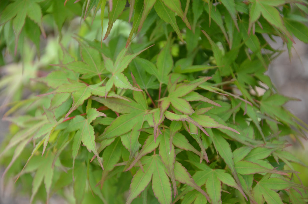 Acer palmatum 'Sekka yatsubusa' Japanese Maple