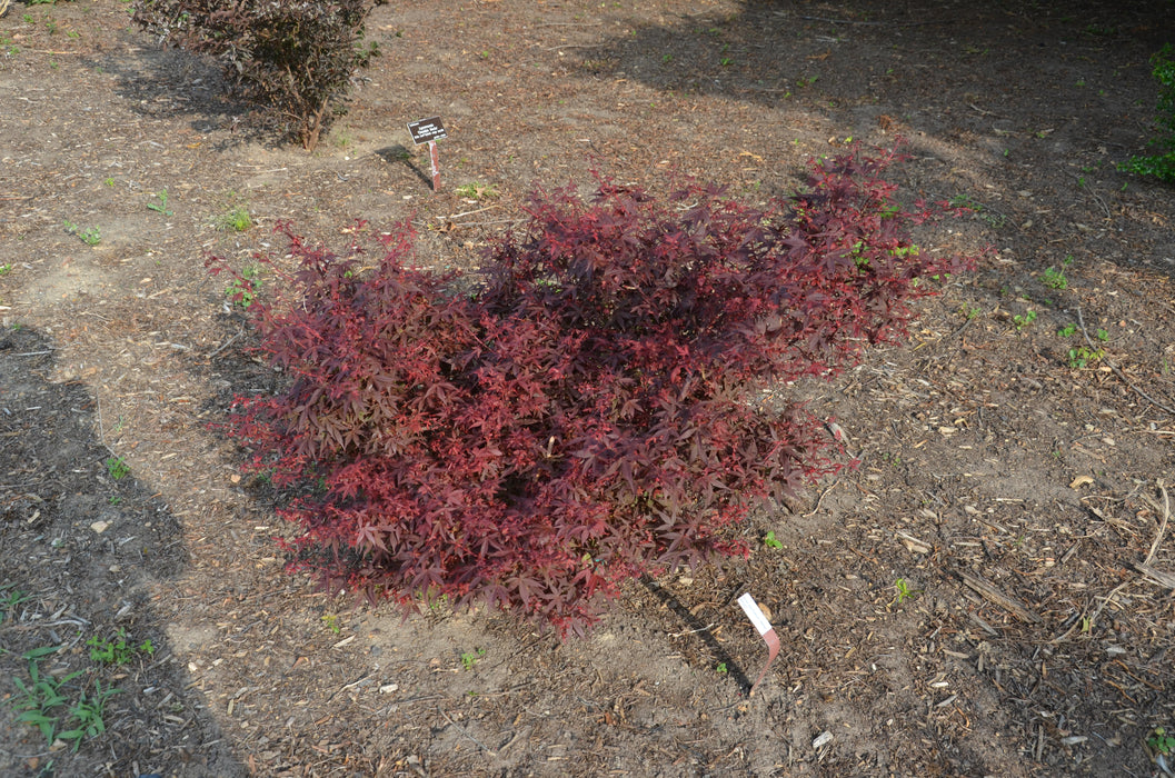 Acer palmatum 'Hime shojo' Dwarf Red Japanese Maple