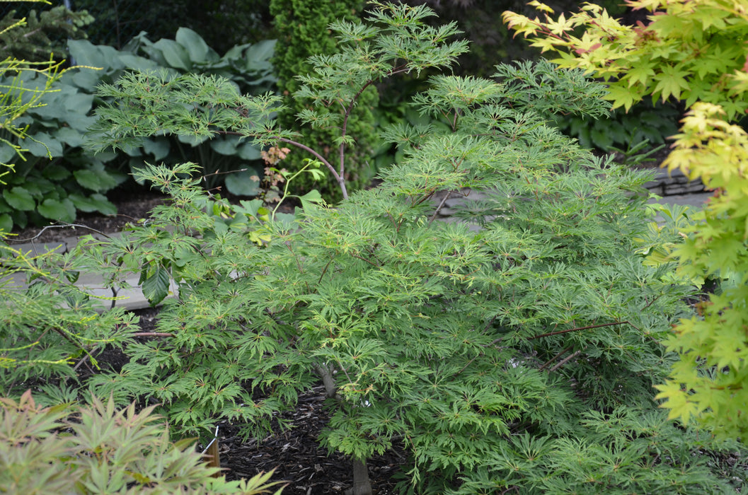 Acer japonicum 'Oregon Fern' Full Moon Japanese Maple