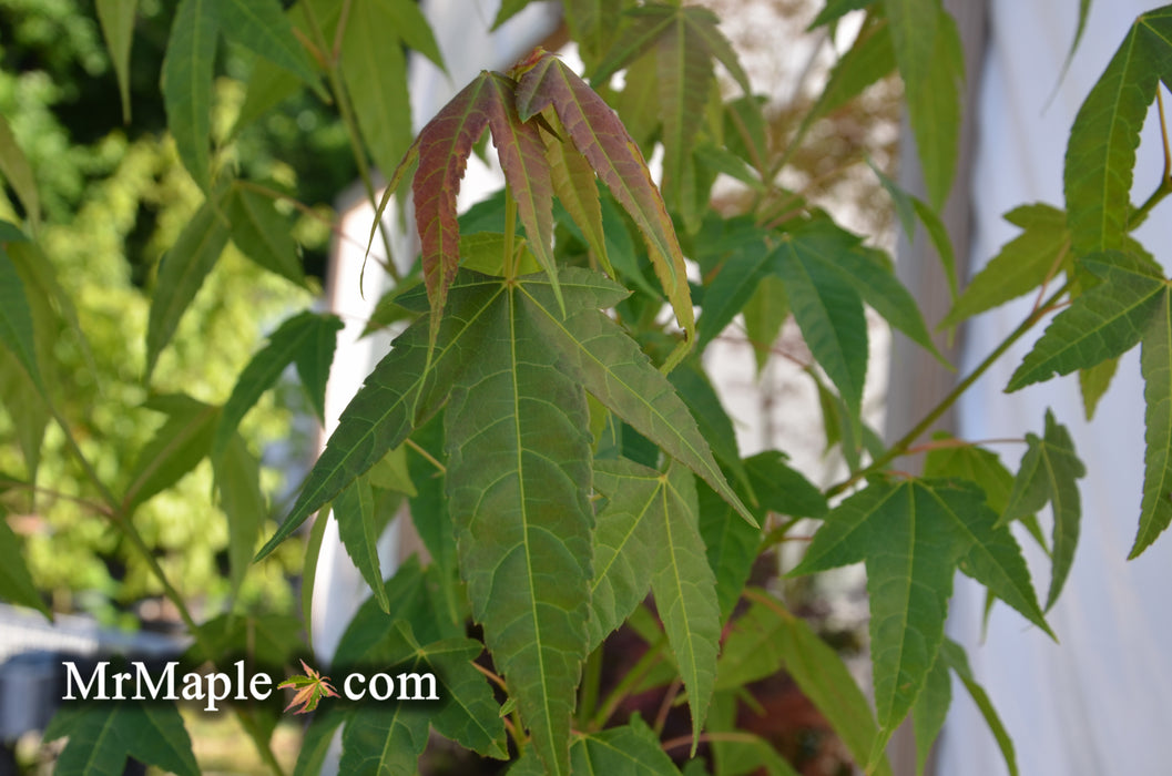 Acer elegantulum Rare Elegant Chinese Maple Tree