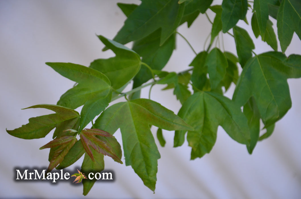 Acer buergerianum 'Angyo Weeping' Trident Maple Tree