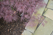 - Acer palmatum 'Red Filigree Lace' Dwarf Japanese Maple - Mr Maple │ Buy Japanese Maple Trees