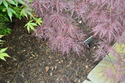 - Acer palmatum 'Red Filigree Lace' Dwarf Japanese Maple - Mr Maple │ Buy Japanese Maple Trees