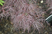 - Acer palmatum 'Red Filigree Lace' Dwarf Japanese Maple - Mr Maple │ Buy Japanese Maple Trees
