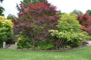- Acer palmatum 'Emperor 1' Japanese Maple Tree - Mr Maple │ Buy Japanese Maple Trees