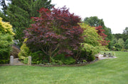 - Acer palmatum 'Emperor 1' Japanese Maple Tree - Mr Maple │ Buy Japanese Maple Trees