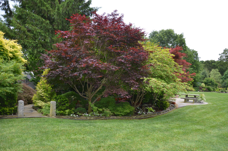 - Acer palmatum 'Emperor 1' Japanese Maple Tree - Mr Maple │ Buy Japanese Maple Trees