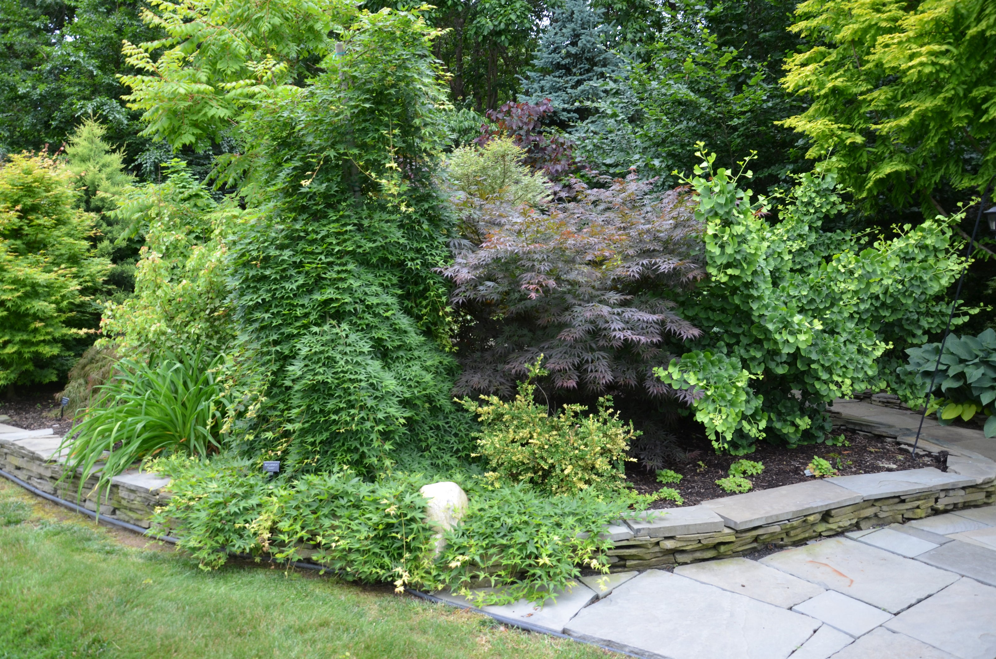 Buy Acer palmatum 'Ryusen' Japanese Maple — Mr Maple │ Buy Japanese