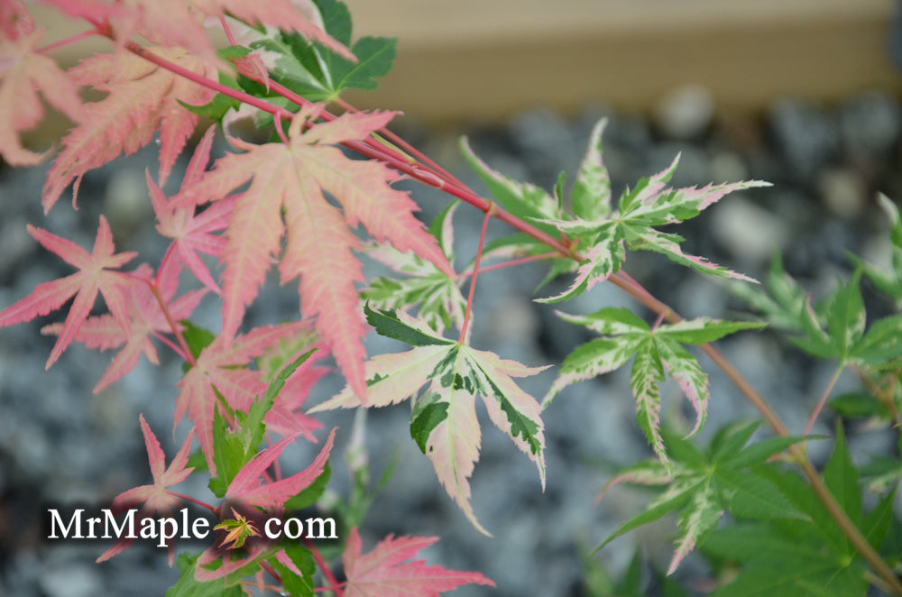 Acer palmatum 'Kotobuki' Rare Pink Variegated Japanese Maple
