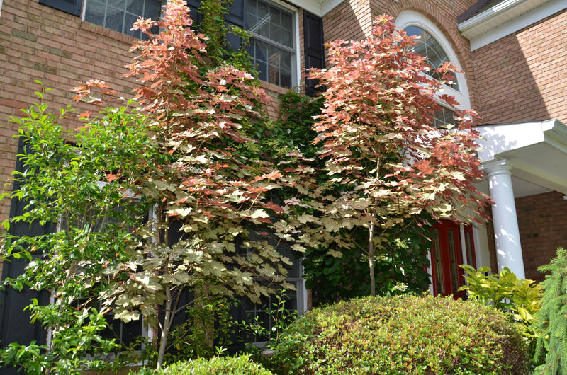 - Acer pseudoplatanus 'Esk Sunset' Rare Variegated Eskimo Sunset Maple - Mr Maple │ Buy Japanese Maple Trees