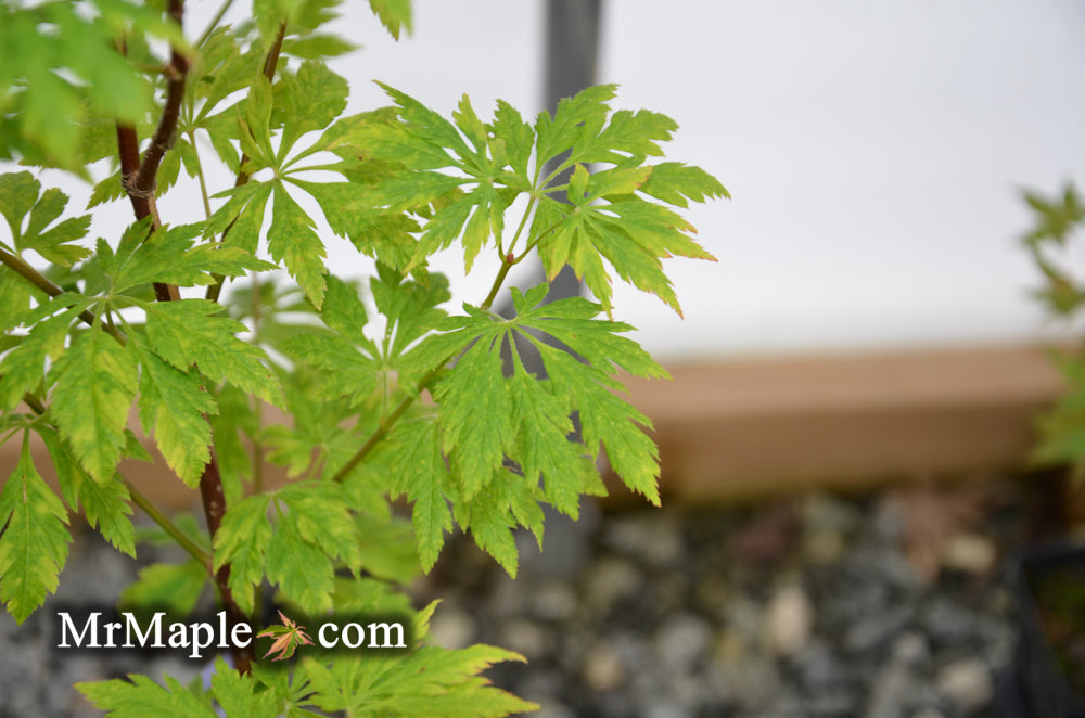 Acer circinatum 'Monroe' Japanese Maple