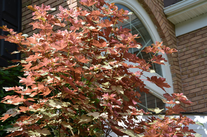 - Acer pseudoplatanus 'Esk Sunset' Rare Variegated Eskimo Sunset Maple - Mr Maple │ Buy Japanese Maple Trees