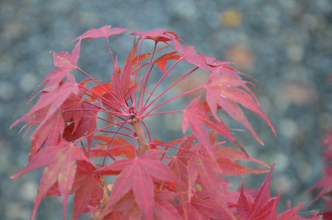 Acer palmatum 'Sekka yatsubusa' Japanese Maple