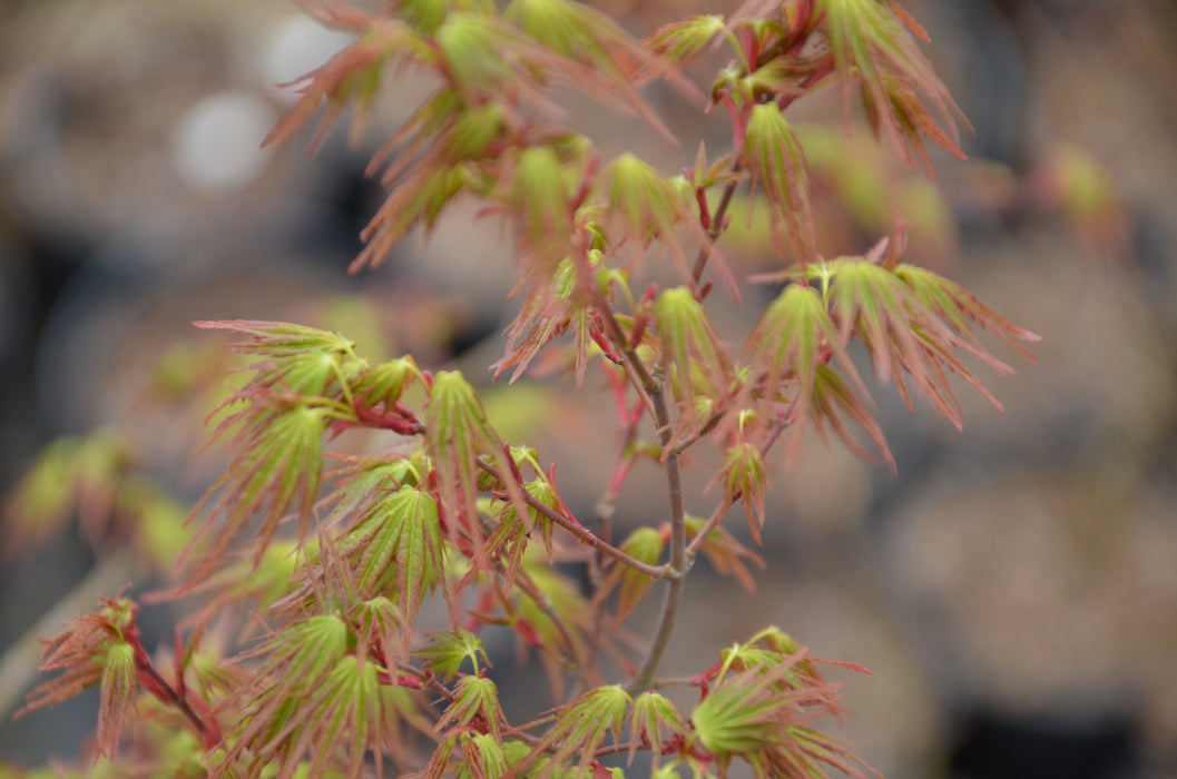 Acer palmatum 'Kamagata' Japanese Maple