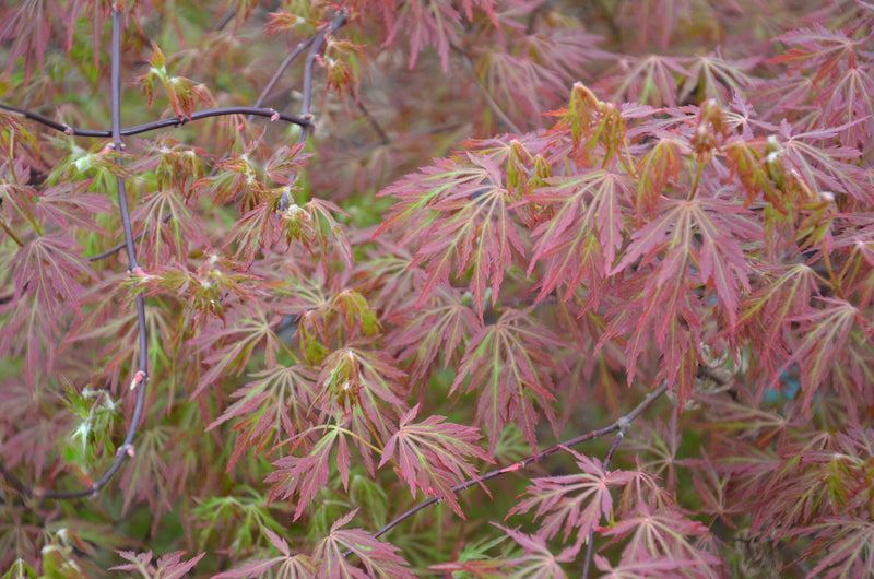 - FOR PICK UP ONLY | Acer palmatum 'Orangeola' Japanese Maple | DOES NOT SHIP - Mr Maple │ Buy Japanese Maple Trees