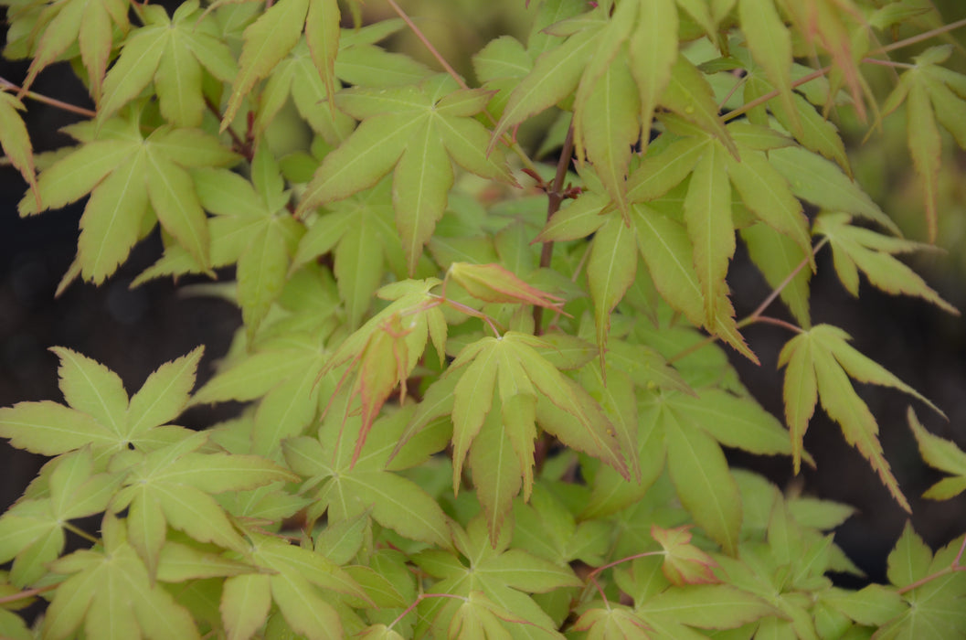 Acer palmatum 'Katsura' Japanese Maple