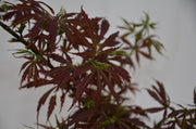 - Acer palmatum 'Orion' Dwarf Red Japanese Maple - Mr Maple │ Buy Japanese Maple Trees