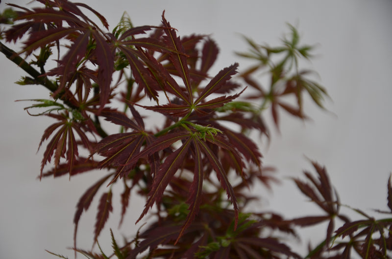 - Acer palmatum 'Orion' Dwarf Red Japanese Maple - Mr Maple │ Buy Japanese Maple Trees