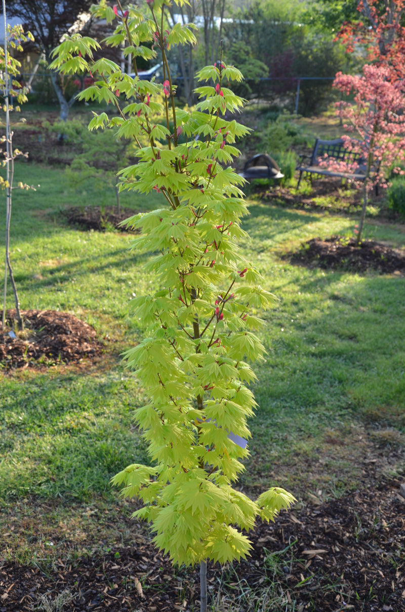 - Acer shirasawanum 'Jordan' Golden Full Moon Japanese Maple - Mr Maple │ Buy Japanese Maple Trees