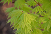 - Acer shirasawanum 'Jordan' Golden Full Moon Japanese Maple - Mr Maple │ Buy Japanese Maple Trees