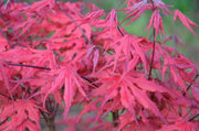 - FOR PICKUP ONLY | Acer palmatum 'Purple Ghost' Japanese Maple | DOES NOT SHIP - Mr Maple │ Buy Japanese Maple Trees