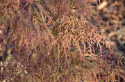 - Acer palmatum 'Baldsmith' Laceleaf Japanese Maple - Mr Maple │ Buy Japanese Maple Trees
