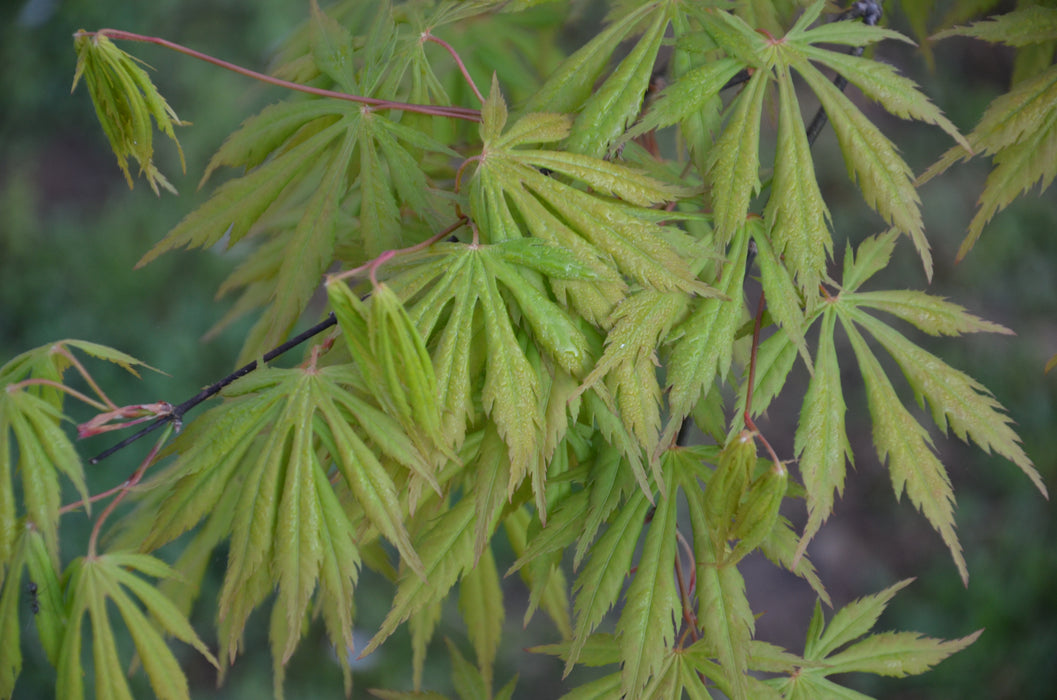 Acer palmatum 'Omureyama' Japanese Maple