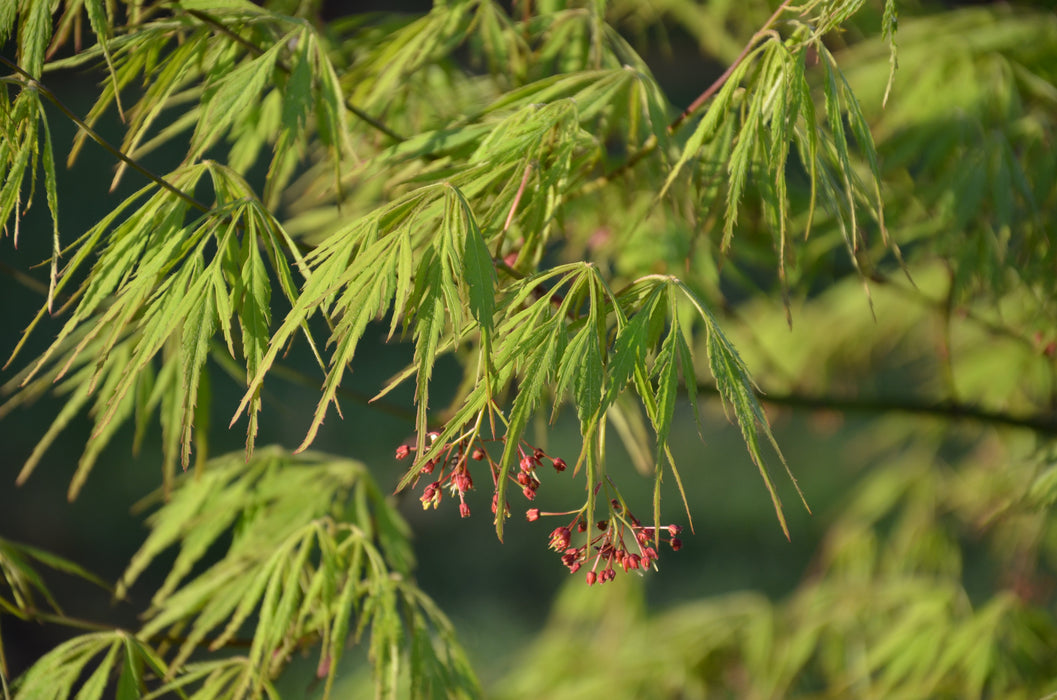 Acer palmatum 'Germaine's Gyration' Weeping Japanese Maple