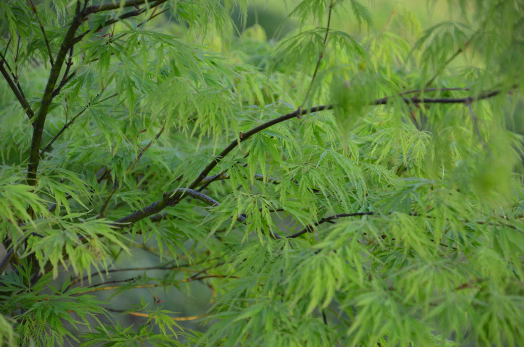 FOR PICKUP ONLY | Acer palmatum 'Viridis' Japanese Maple | DOES NOT SHIP