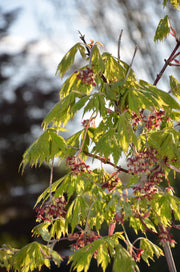 - Acer japonicum 'Mai kujaku' Dancing Peacock Japanese Maple - Mr Maple │ Buy Japanese Maple Trees