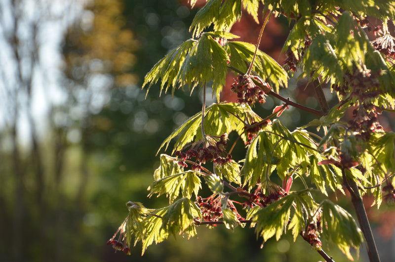 - Acer japonicum 'Mai kujaku' Dancing Peacock Japanese Maple - Mr Maple │ Buy Japanese Maple Trees