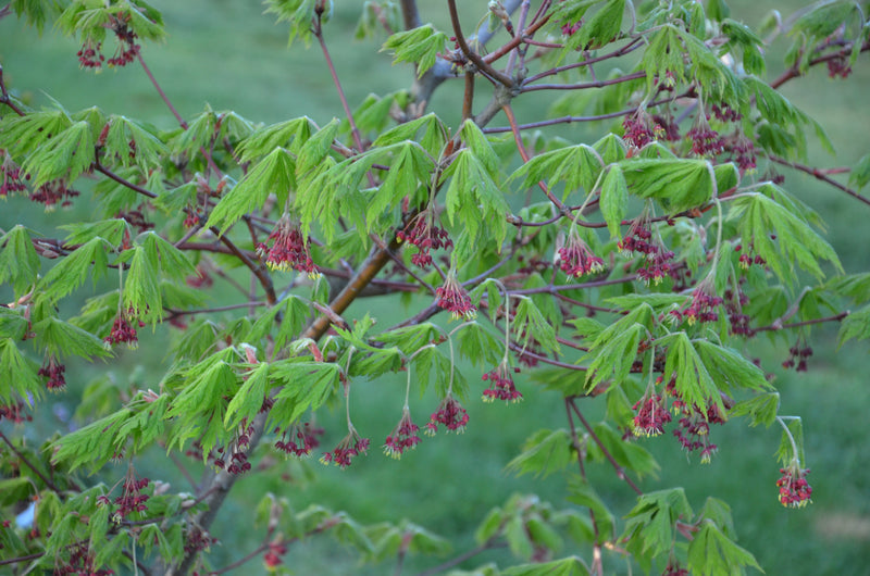 - Acer japonicum 'Mai kujaku' Dancing Peacock Japanese Maple - Mr Maple │ Buy Japanese Maple Trees