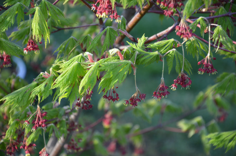 - Acer japonicum 'Mai kujaku' Dancing Peacock Japanese Maple - Mr Maple │ Buy Japanese Maple Trees