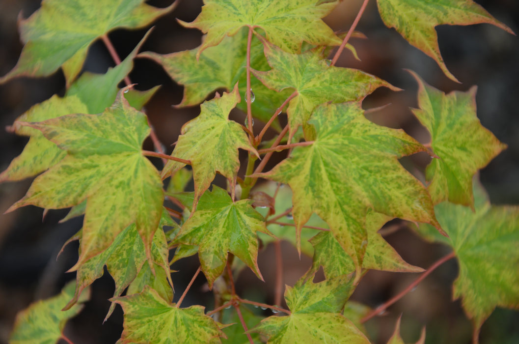 Acer pictum 'Hoshi yadori' Batwing Maple