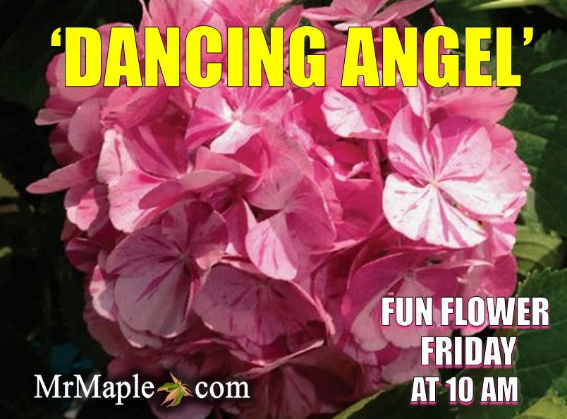Hydrangea macrophylla 'Dancing Angel' Sweet Fantasy™ Variegated Bloom Hydrangea