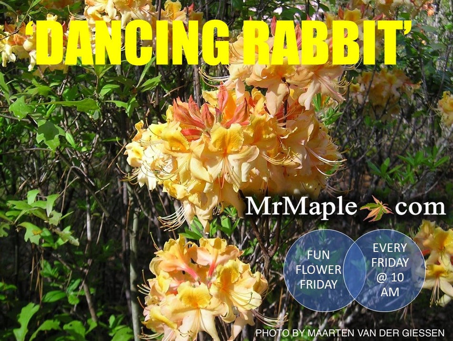 Azalea 'Dancing Rabbit’ Yellow Orange Aromi Hybrid Native Azalea