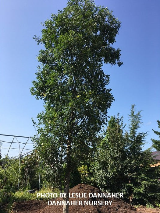 Ulmus parvifolia 'Dannaspire' Chinese Lacebark Elm