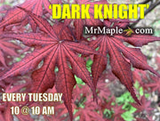 - Acer palmatum 'Dark Knight' Japanese Maple - Mr Maple │ Buy Japanese Maple Trees