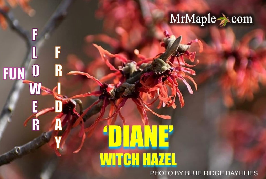 Hamamelis x intermedia 'Diane' Red Witch Hazel
