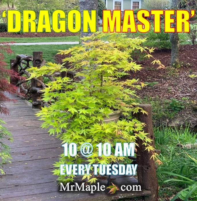 Acer palmatum 'Dragon Master' Golden Weeping Japanese Maple
