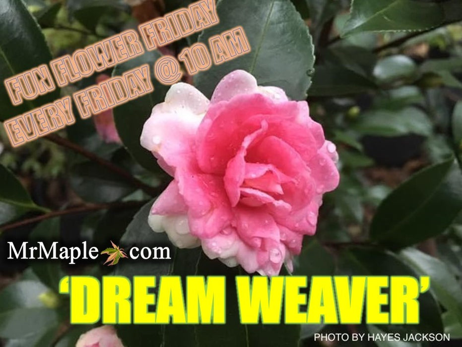 Camellia sansanqua 'Dream Weaver' Pink Flowering Camellia